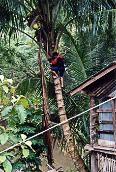 Kokospalme